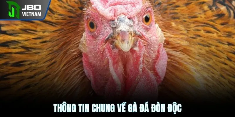 Thông tin chung về gà đá đòn độc