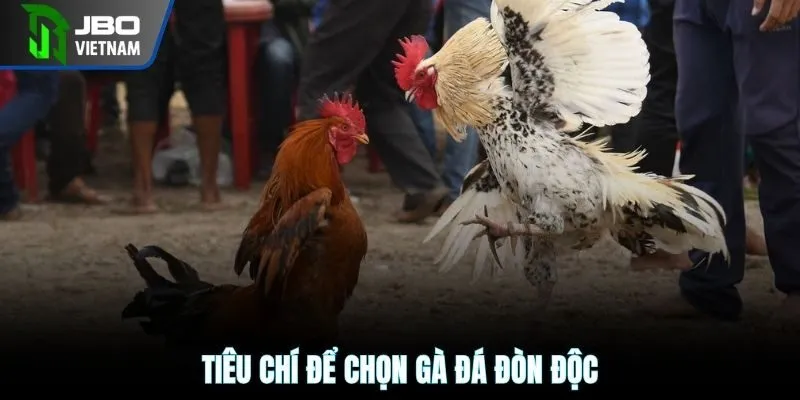 Tiêu chí để chọn gà đá đòn độc