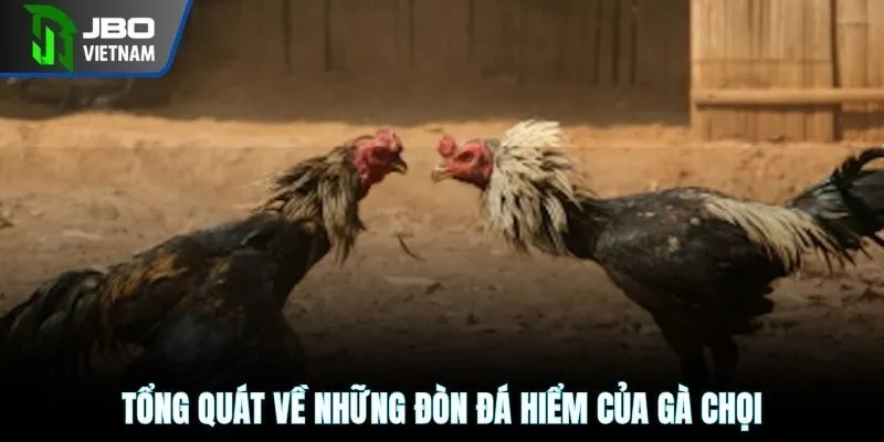 Tổng quát về những đòn đá hiểm của gà chọi